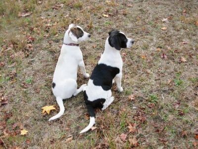 Plan a doggie spa date and change a life Image